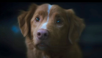 goodboy still