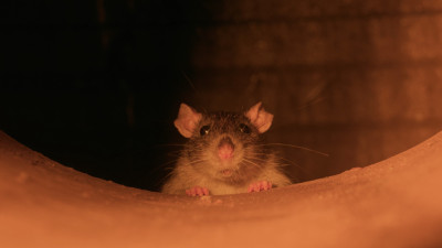 rodent still